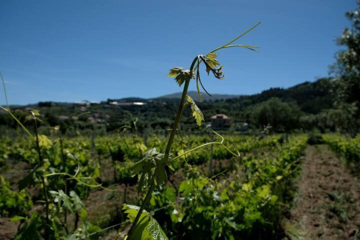 Вилла Quinta De Vodra Сейя Экстерьер фото